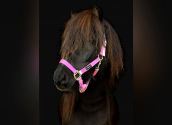Islandpferd, Wallach, 7 Jahre, 136 cm, Rappe
