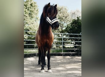 Islandpferd, Wallach, 7 Jahre, 136 cm, Rappe