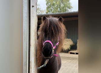 Islandpferd, Wallach, 7 Jahre, 136 cm, Rappe