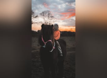 Islandpferd, Wallach, 7 Jahre, 136 cm, Rappe