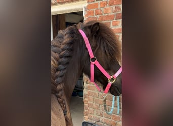 Islandpferd, Wallach, 7 Jahre, 136 cm, Rappe