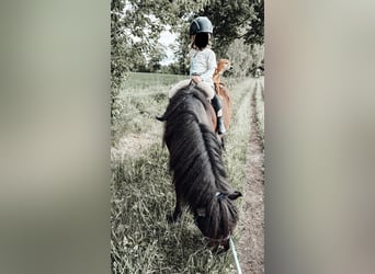 Islandpferd, Wallach, 7 Jahre, 136 cm, Rappe