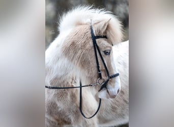 Islandpferd, Wallach, 7 Jahre, 136 cm, Schecke