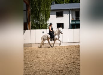 Islandpferd, Wallach, 7 Jahre, 137 cm