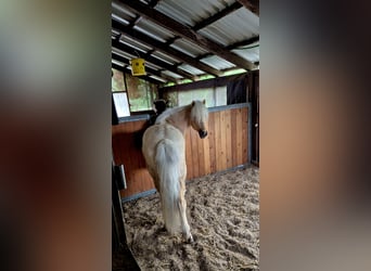 Islandpferd, Wallach, 7 Jahre, 137 cm, Palomino