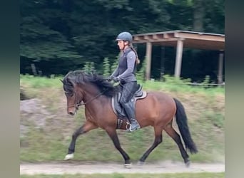 Islandpferd, Wallach, 7 Jahre, 138 cm, Brauner