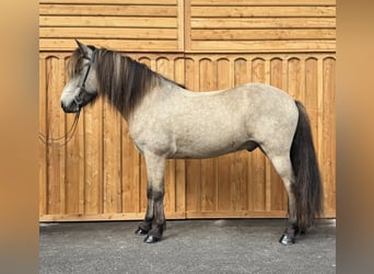 Islandpferd, Wallach, 7 Jahre, 138 cm, Buckskin