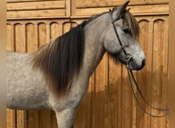 Islandpferd, Wallach, 7 Jahre, 138 cm, Buckskin