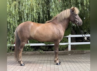 Islandpferd, Wallach, 7 Jahre, 138 cm, Dunkelfuchs