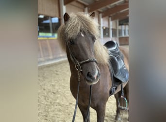 Islandpferd, Wallach, 7 Jahre, 138 cm, Dunkelfuchs