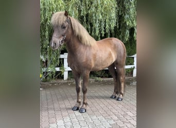 Islandpferd, Wallach, 7 Jahre, 138 cm, Dunkelfuchs