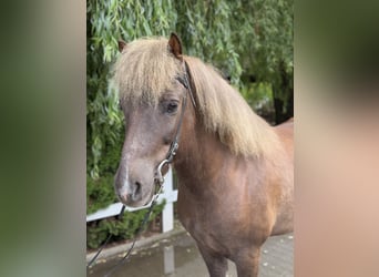 Islandpferd, Wallach, 7 Jahre, 138 cm, Dunkelfuchs