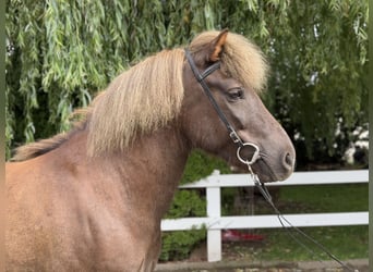 Islandpferd, Wallach, 7 Jahre, 138 cm, Dunkelfuchs