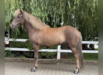 Islandpferd, Wallach, 7 Jahre, 138 cm, Dunkelfuchs