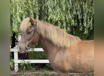 Islandpferd, Wallach, 7 Jahre, 138 cm, Dunkelfuchs