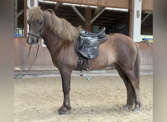 Islandpferd, Wallach, 7 Jahre, 138 cm, Dunkelfuchs