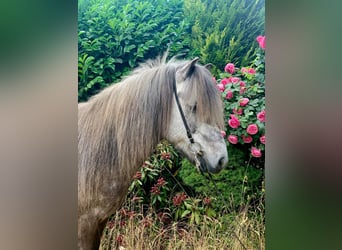 Islandpferd, Wallach, 7 Jahre, 139 cm, Apfelschimmel