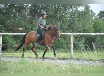Islandpferd, Wallach, 7 Jahre, 139 cm, Brauner