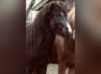 Islandpferd, Wallach, 7 Jahre, 139 cm, Rappe