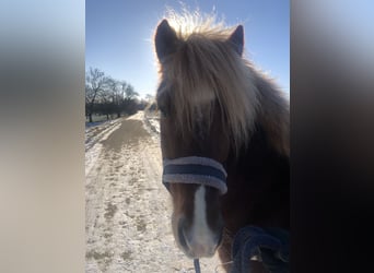 Islandpferd, Wallach, 7 Jahre, 140 cm, Fuchs