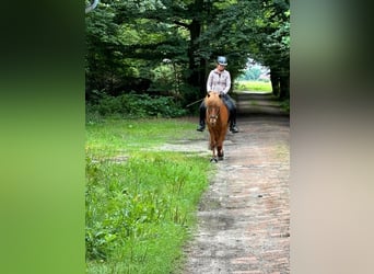 Islandpferd, Wallach, 7 Jahre, 140 cm, Fuchs