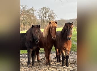 Islandpferd, Wallach, 7 Jahre, 140 cm, Fuchs