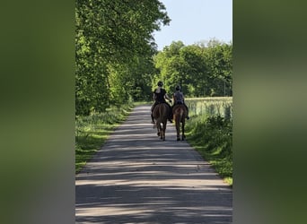 Islandpferd, Wallach, 7 Jahre, 140 cm, Fuchs