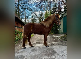 Islandpferd, Wallach, 7 Jahre, 140 cm, Fuchs