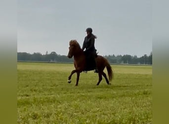 Islandpferd, Wallach, 7 Jahre, 140 cm, Fuchs