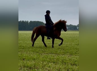 Islandpferd, Wallach, 7 Jahre, 140 cm, Fuchs