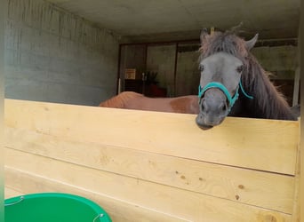 Islandpferd, Wallach, 7 Jahre, 140 cm, Rappe