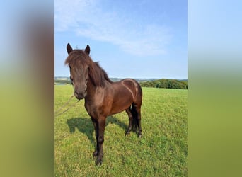 Islandpferd, Wallach, 7 Jahre, 140 cm, Rappe