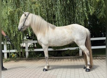 Islandpferd, Wallach, 7 Jahre, 140 cm, Schimmel