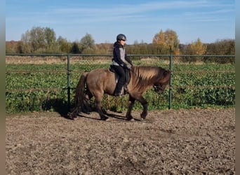 Islandpferd, Wallach, 7 Jahre, 141 cm, Falbe