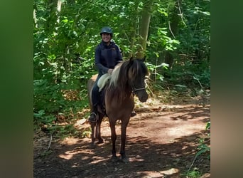 Islandpferd, Wallach, 7 Jahre, 141 cm, Falbe