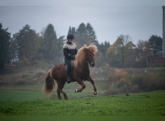 Islandpferd, Wallach, 7 Jahre, 141 cm, Fuchs