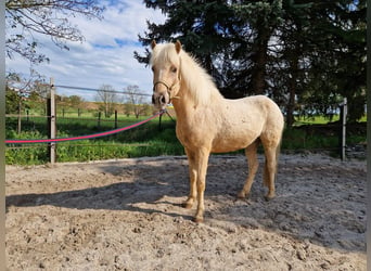 Islandpferd, Wallach, 7 Jahre, 141 cm, Palomino