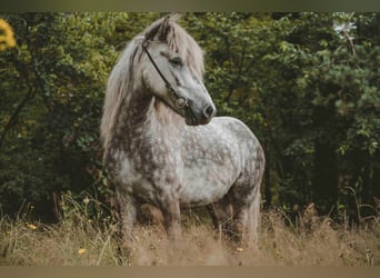 Islandpferd, Wallach, 7 Jahre, 141 cm, Schimmel