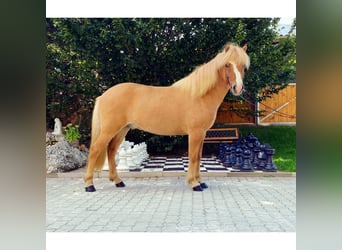 Islandpferd, Wallach, 7 Jahre, 142 cm, Falbe