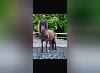 Islandpferd, Wallach, 7 Jahre, 142 cm, Rappe