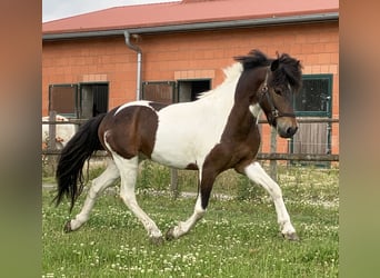 Islandpferd, Wallach, 7 Jahre, 142 cm, Schecke