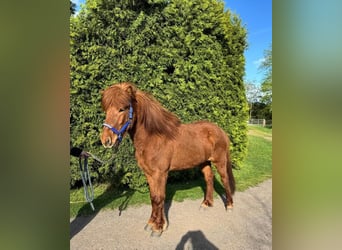 Islandpferd, Wallach, 7 Jahre, 143 cm, Fuchs