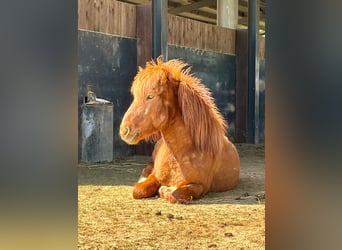 Islandpferd, Wallach, 7 Jahre, 143 cm, Fuchs