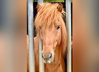 Islandpferd, Wallach, 7 Jahre, 143 cm, Fuchs