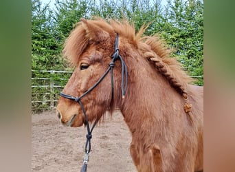 Islandpferd, Wallach, 7 Jahre, 143 cm, Fuchs