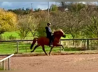 Islandpferd, Wallach, 7 Jahre, 143 cm, Fuchs