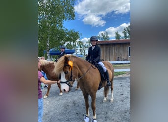 Islandpferd, Wallach, 7 Jahre, 143 cm, Fuchs