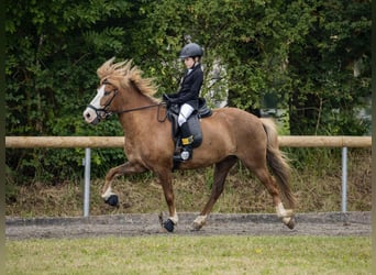 Islandpferd, Wallach, 7 Jahre, 143 cm, Fuchs