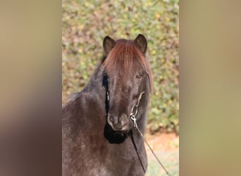 Islandpferd, Wallach, 7 Jahre, 143 cm, Rappe