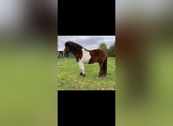 Islandpferd, Wallach, 7 Jahre, 143 cm, Schecke